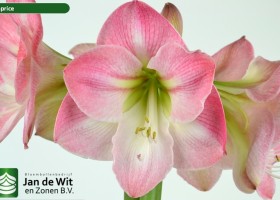 hippeastrum Caprice (2)